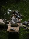 Chengdu - zoom turtles at the temple