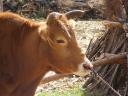 Lijiang - cow