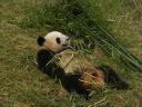 Chengdu - Panda eating II