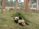 Chengdu - Panda eating IV