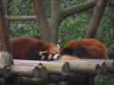Chengdu - red panda