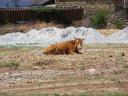Lijiang - another cow