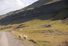 little sheep!