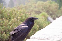 IMG_3277