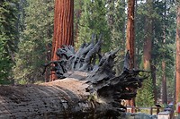 IMG_3323