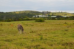 DSC_0604