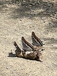 IMG_2066