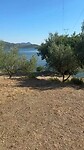 Olijven camping