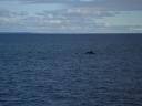 Woehoe, een walvis!