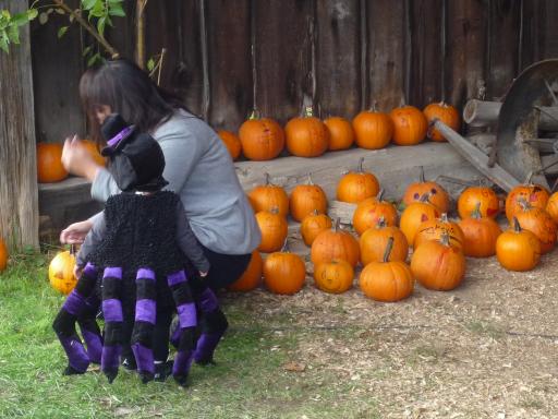 Een klein halloween spinnetje met pompoenen