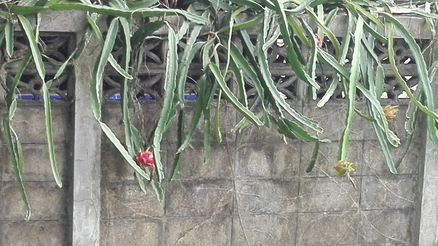 Zo groeit dus drakenfruit, weer iets geleerd!