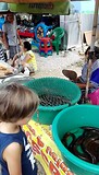 Visjes / waterslangetjes