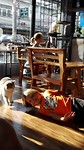 Dolle pret in het kattencafe