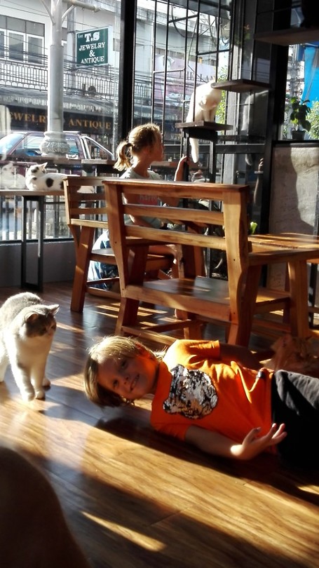 Dolle pret in het kattencafe