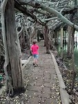 Bayan tree