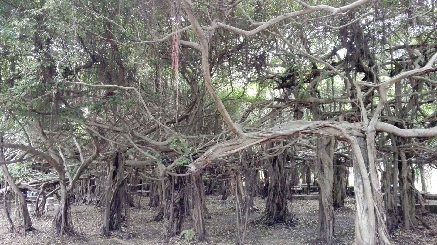 De banyan boom is enorm