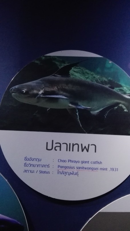 Chao Praya catfish