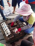 Vers gevangen krab die verkocht wordt
