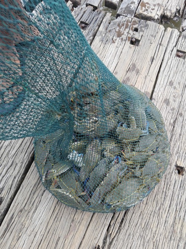 Blauwe zwemkrabben
