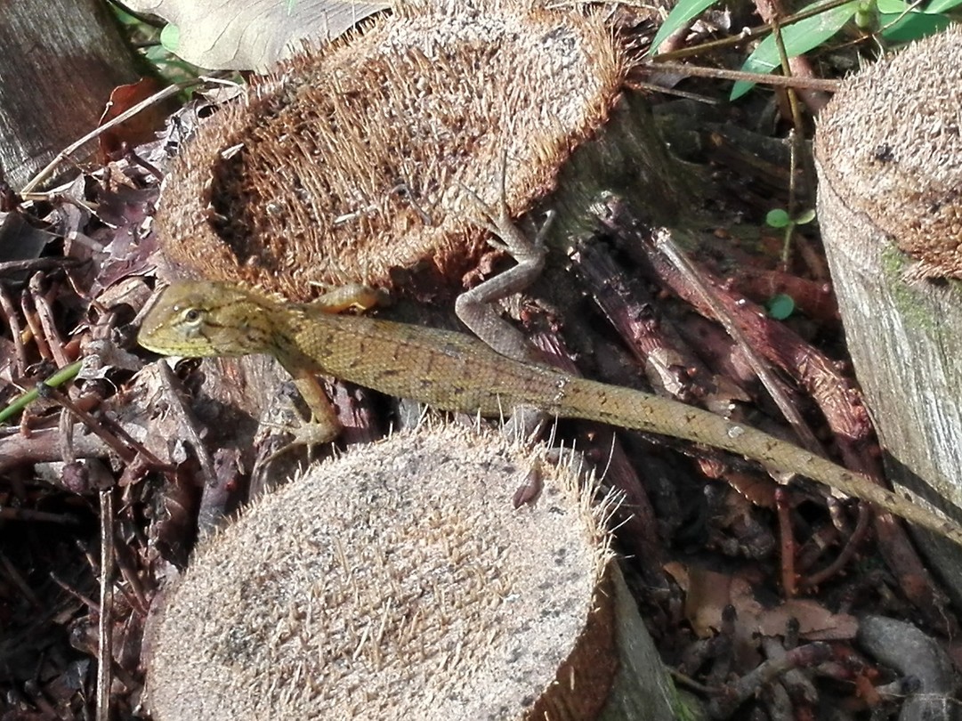 Kleine cameleon gespot onderweg naar onze bungalow