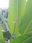 Bananenbloem