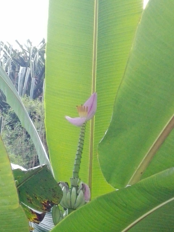 Bananenbloem