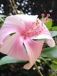 Hibiscus ?