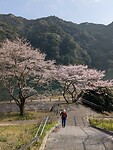 Hanami
