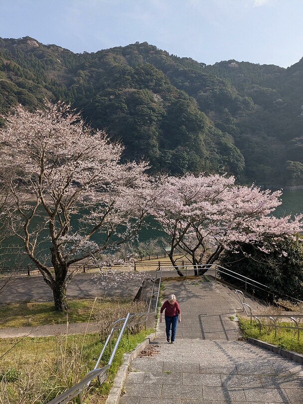 Hanami