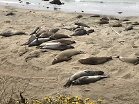 Elephant seals