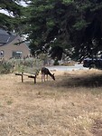 17 mile drive