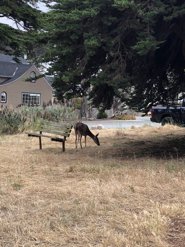 17 mile drive