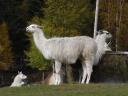 Lama's (vroeger dan verwacht!!!)