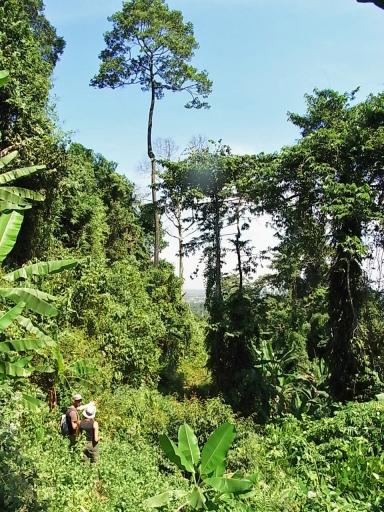 Junglevallei