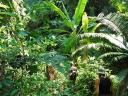 Junglevallei
