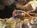 Purple siccorscrab