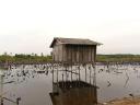 Paalwoning in het mangrovemoeras.
