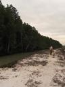 Wandeling langs de mangrovebossen.