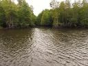 Mangrovebossen
