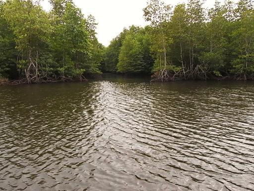 Mangrovebossen