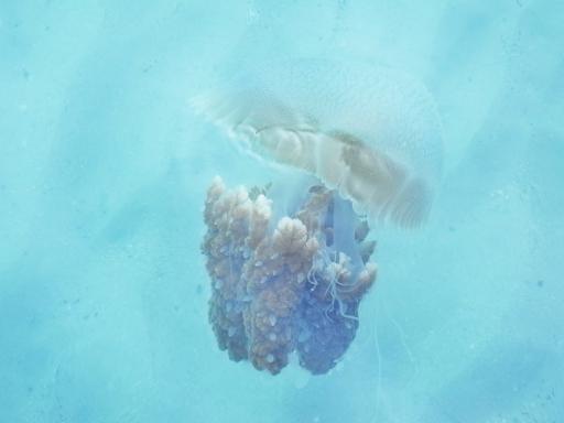 Jellyfish
