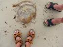Gestrande jellyfish