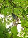 De schattige fantail (waaierstaart)