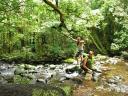 Pirongia forest.