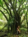 Pirongia forest.
