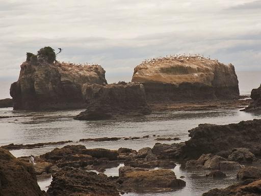 Cape Kidnappers