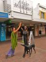 Napier