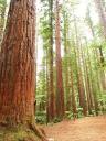The Redwoods