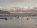 Rotorua meer met de vele zwarte zwanen.