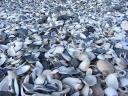 1000'den schelpjes